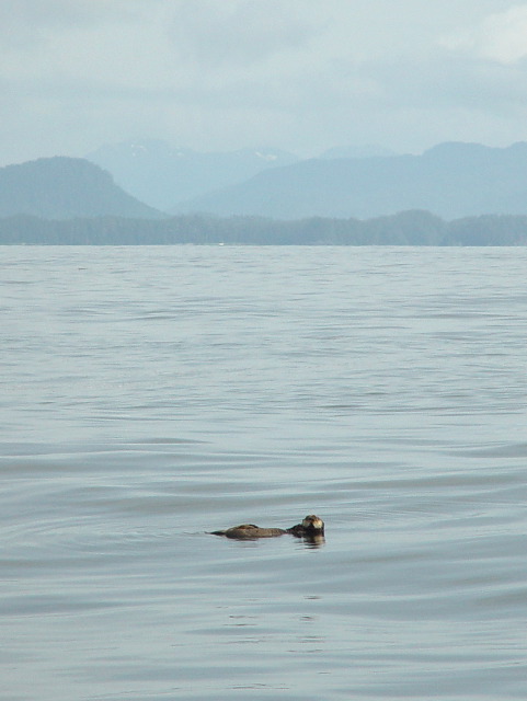 Sea otter
